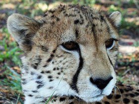 Cheetah (13).JPG
